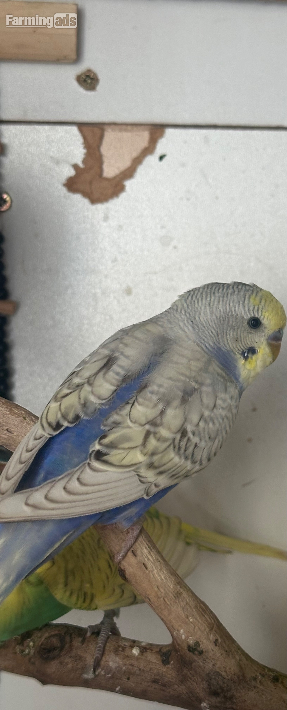  Lovely budgies males and female in Dagenham 