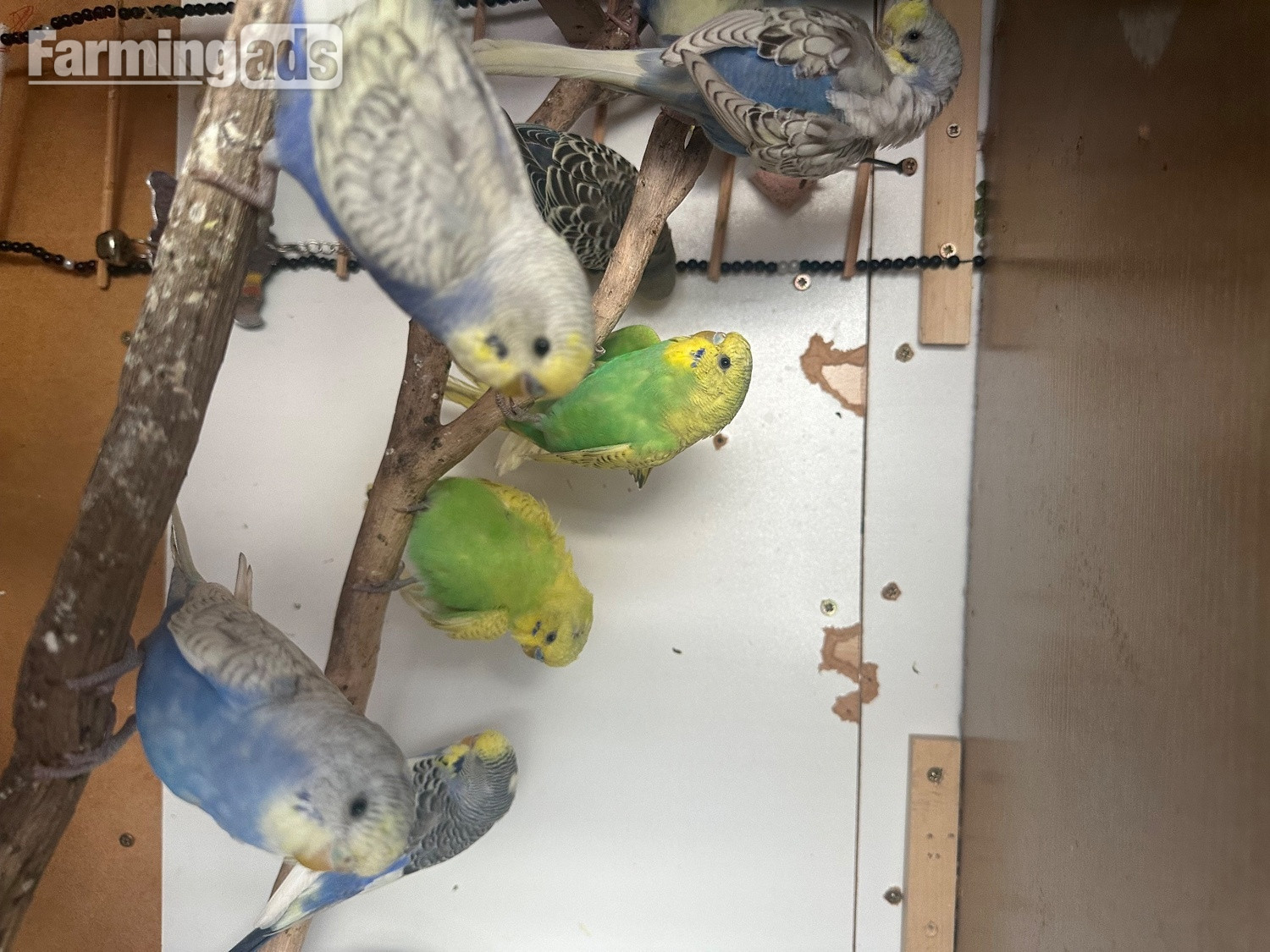 Lovely budgies males and female in Dagenham  - {CATEGORY}