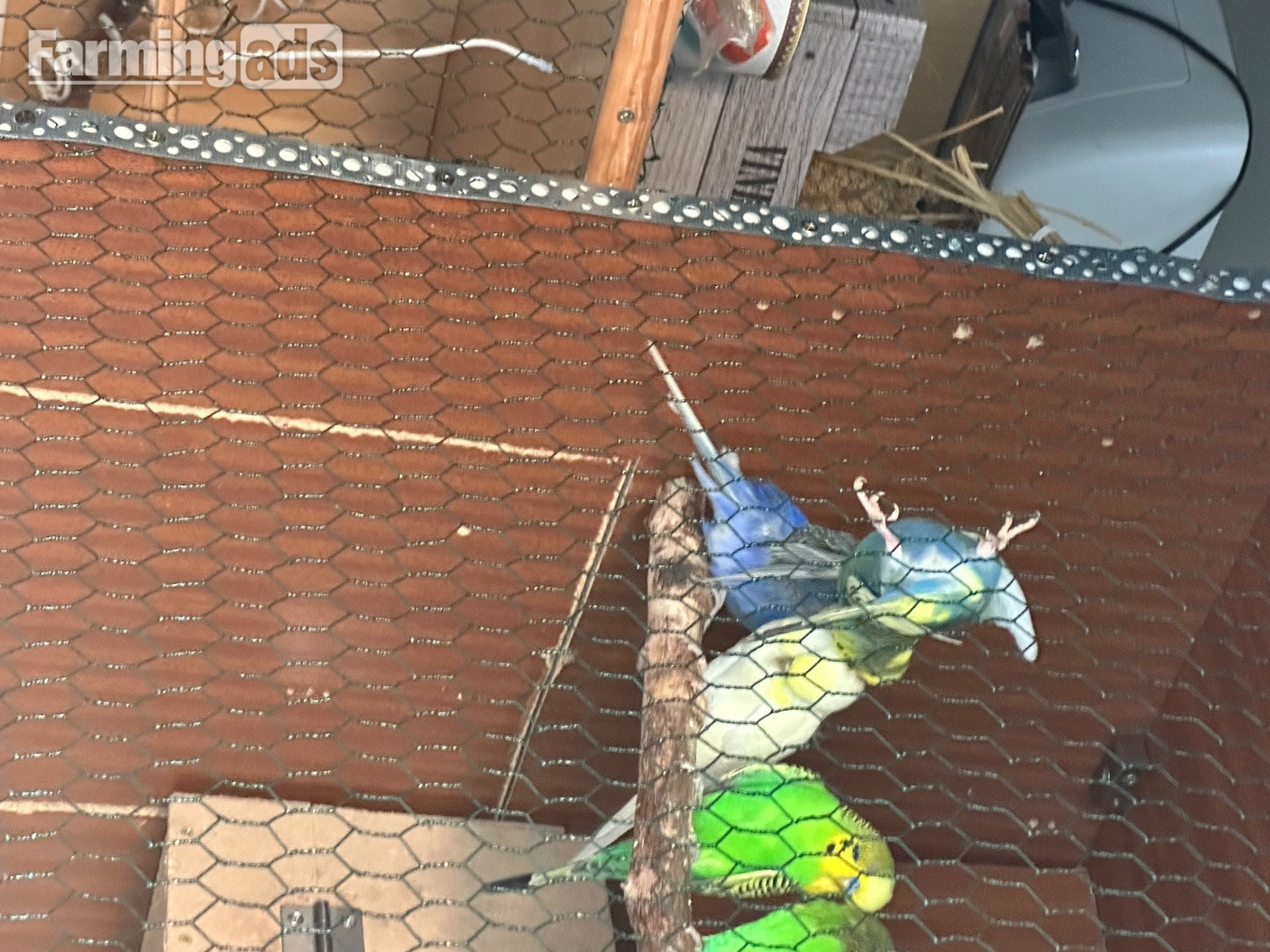 Lovely budgies males and female in Dagenham  - {CATEGORY}