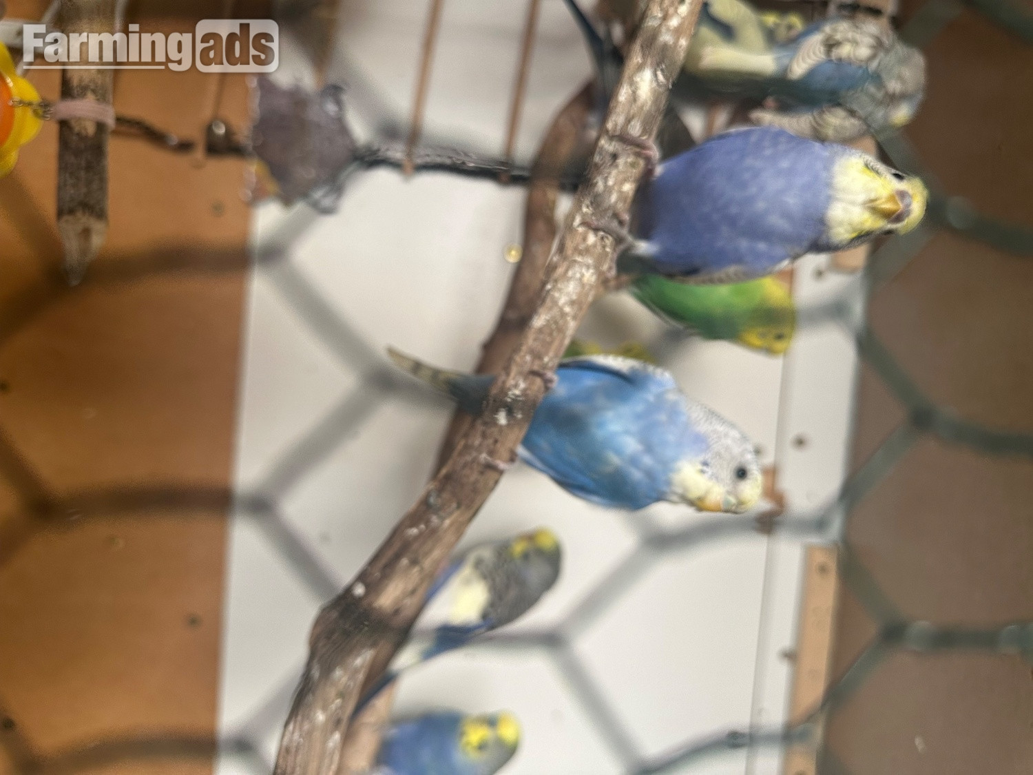 Lovely budgies males and female in Dagenham  