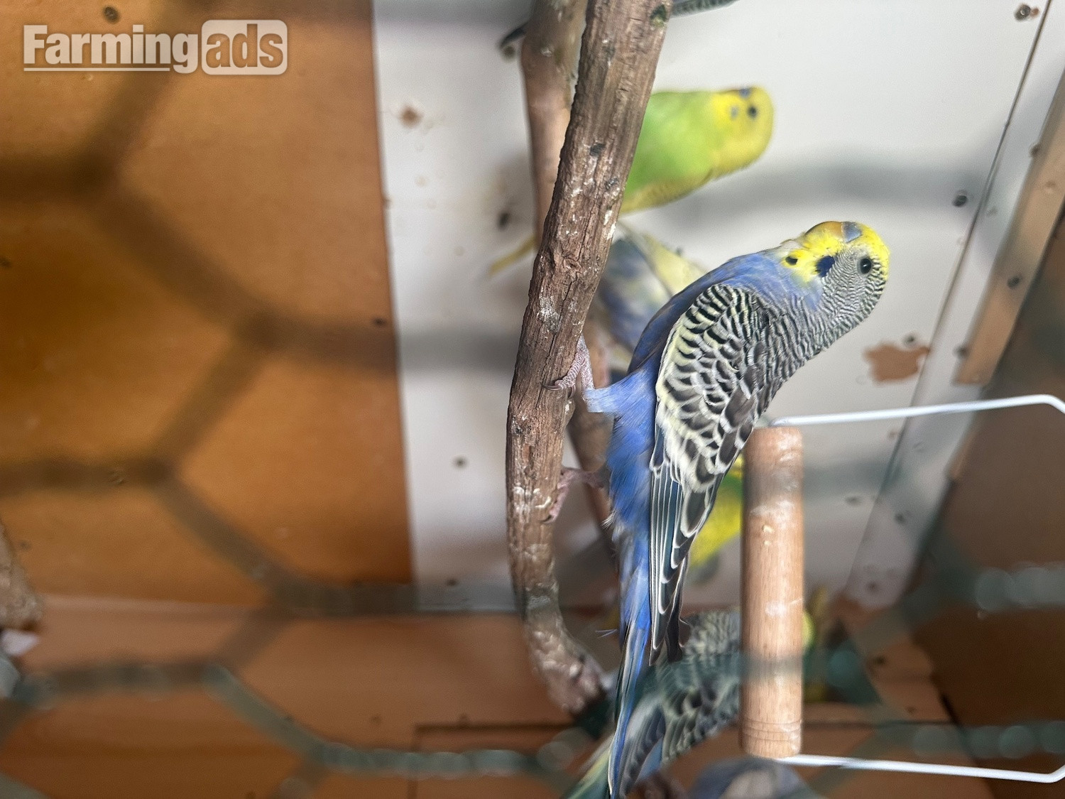 {CATEGORY} - Lovely budgies males and female in Dagenham 