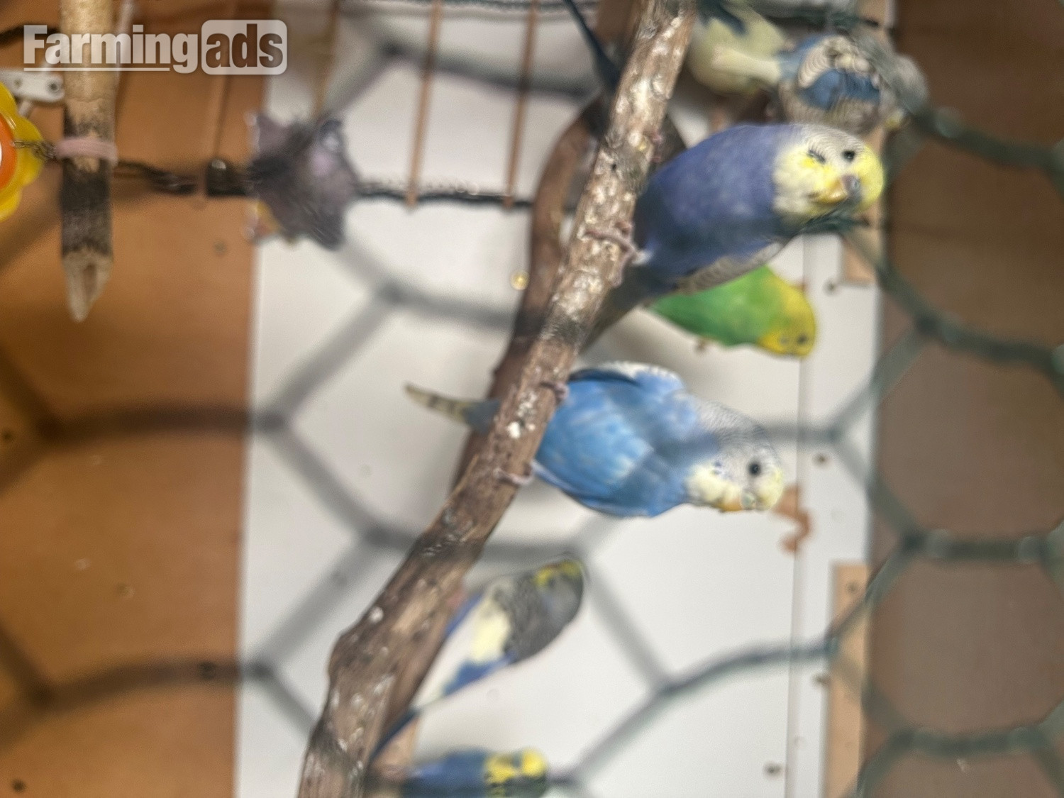 {CATEGORY} - Lovely budgies males and female in Dagenham 
