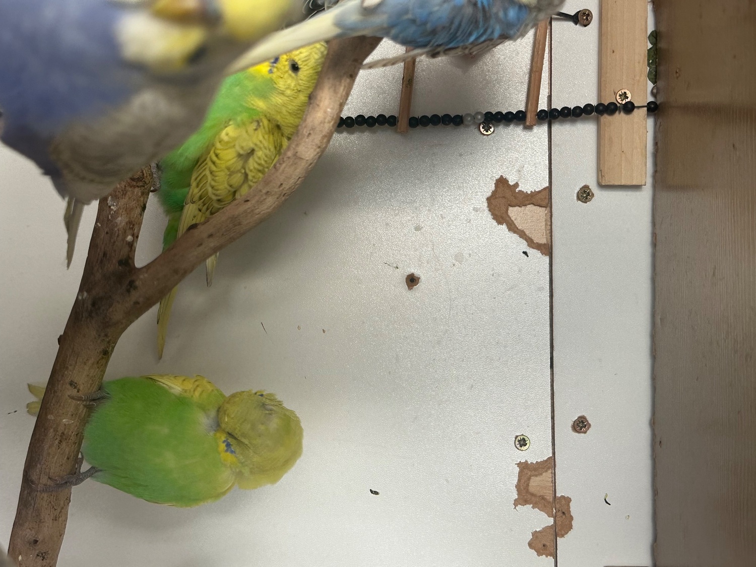 Lovely budgies males and female in Dagenham 