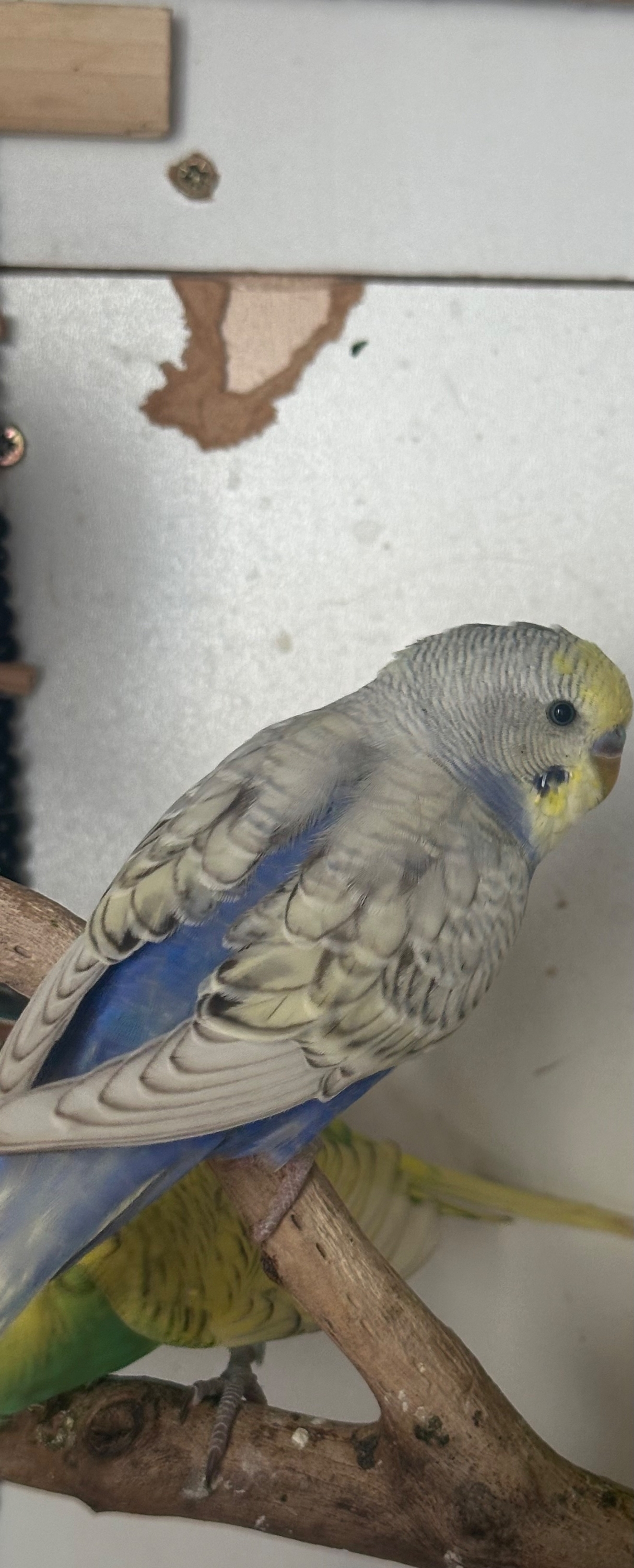  Lovely budgies males and female in Dagenham 