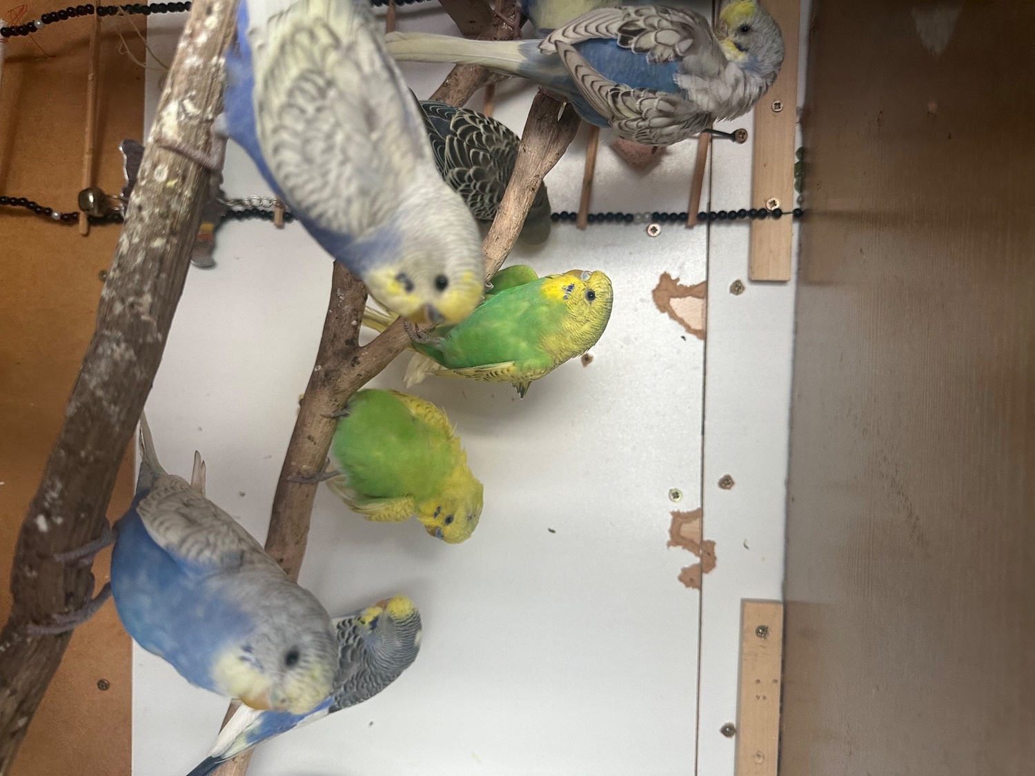 Lovely budgies males and female in Dagenham  - {CATEGORY}