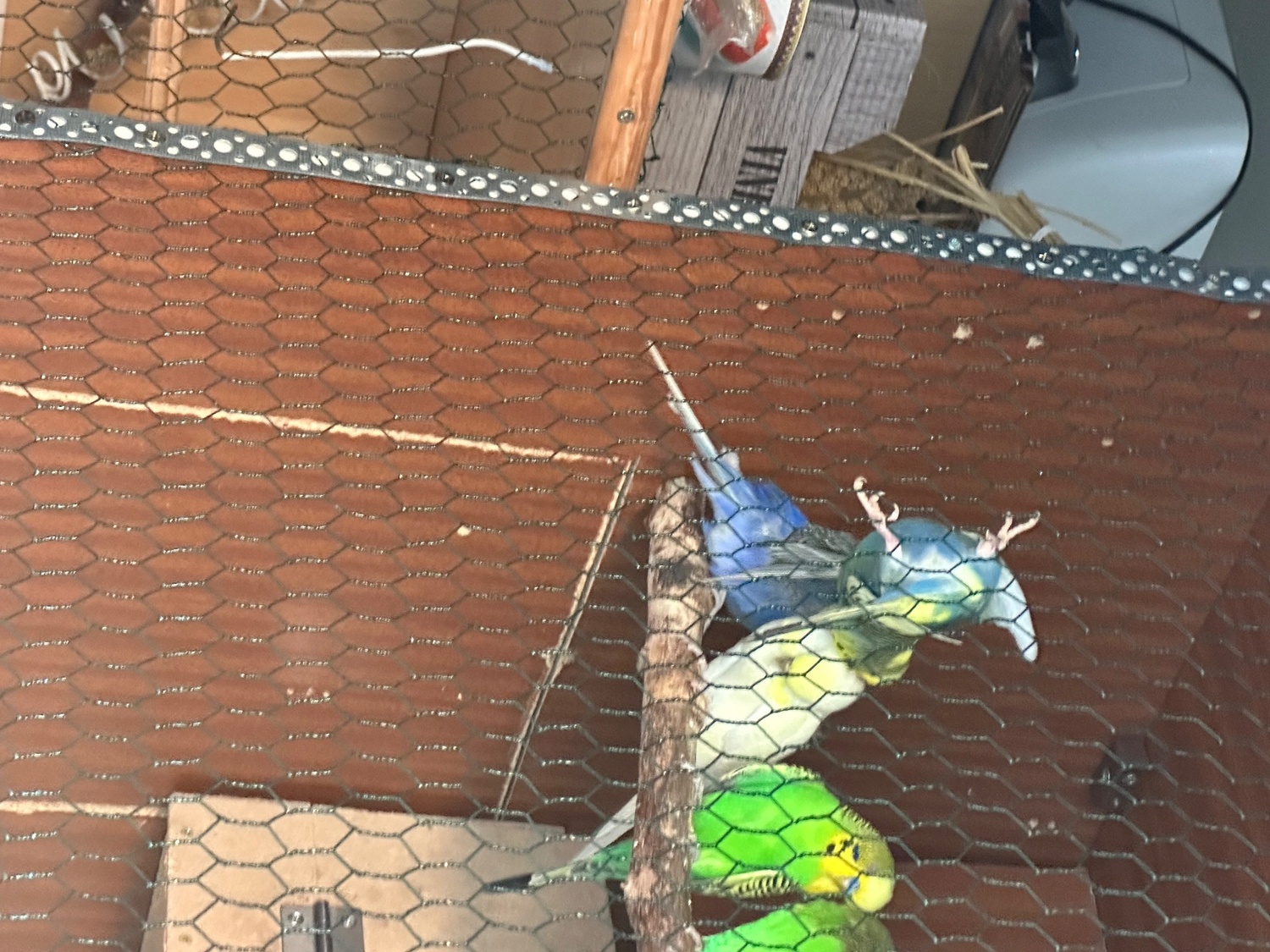 Lovely budgies males and female in Dagenham  - {CATEGORY}