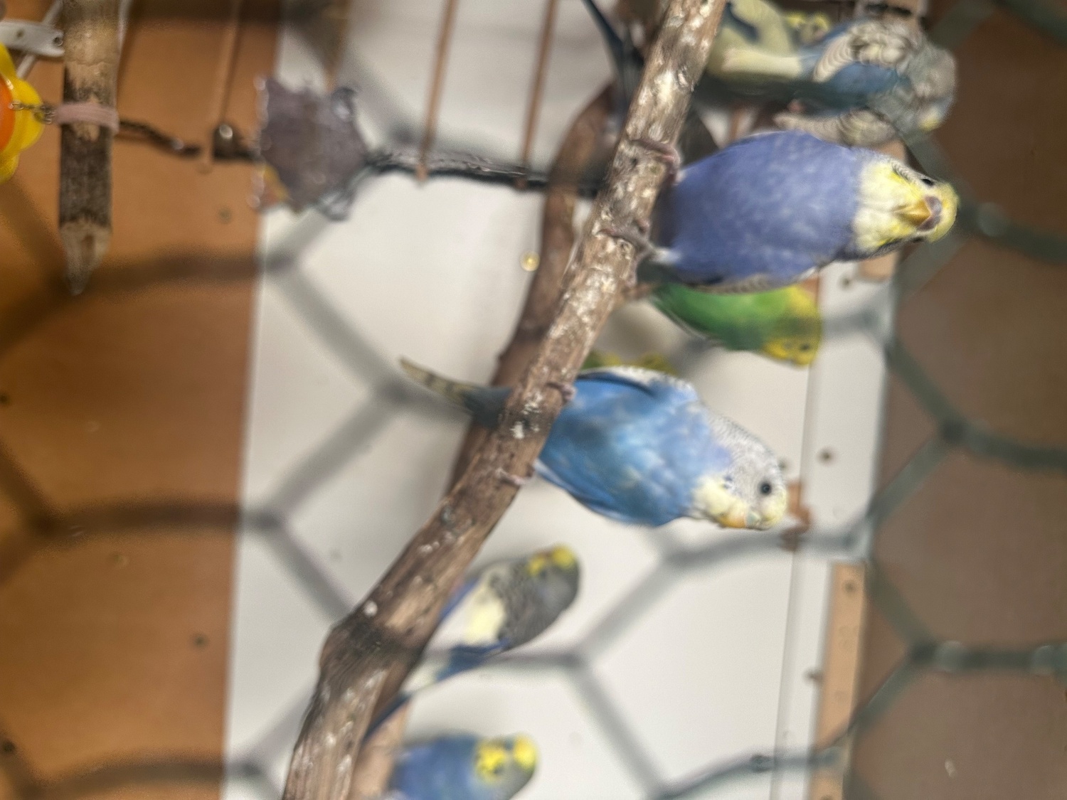 Lovely budgies males and female in Dagenham  