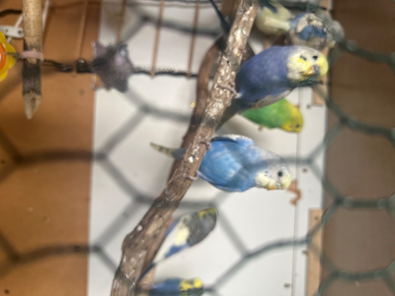 {CATEGORY} - Lovely budgies males and female in Dagenham 