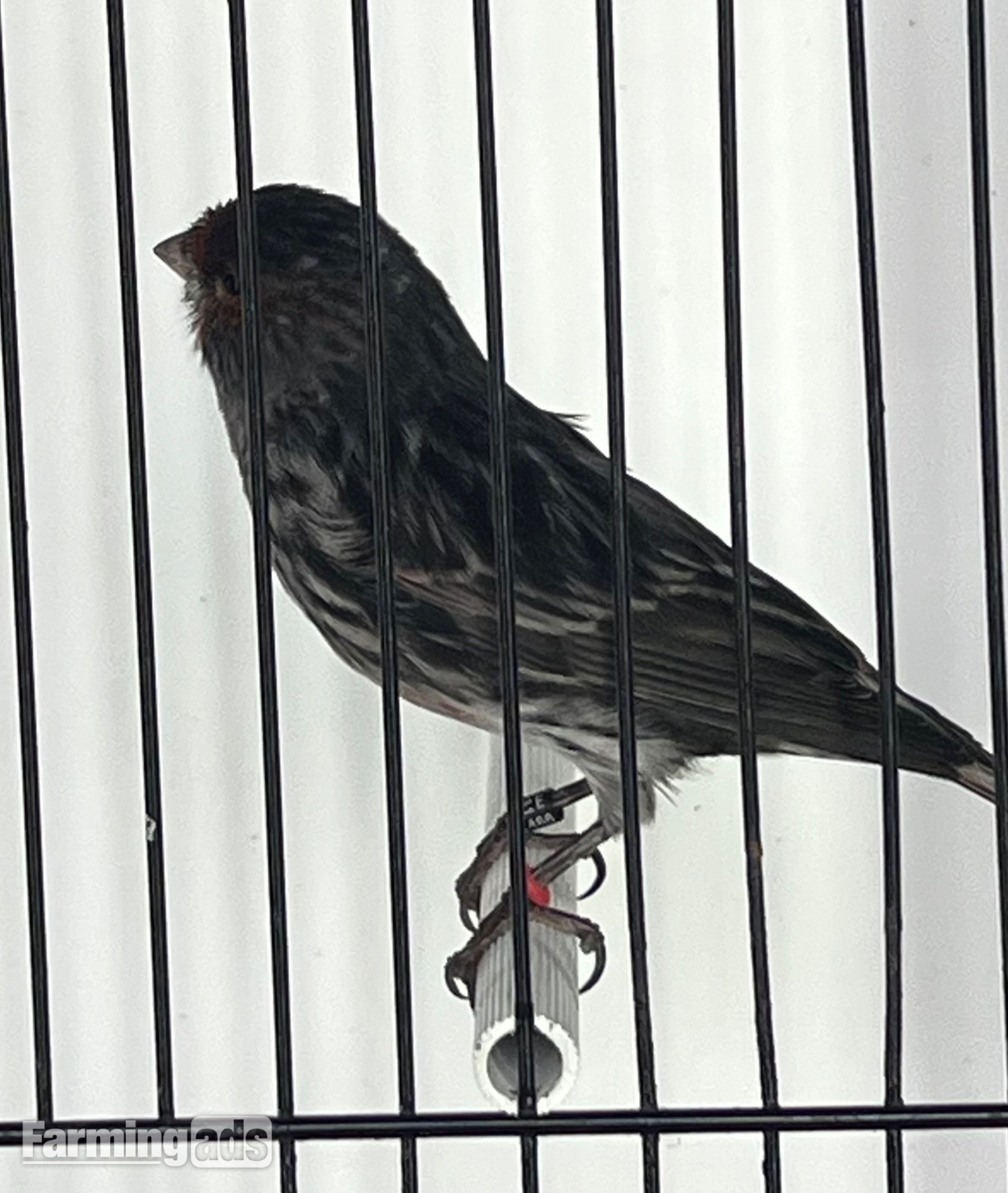 Cobalt Black Red Mosaic Males 