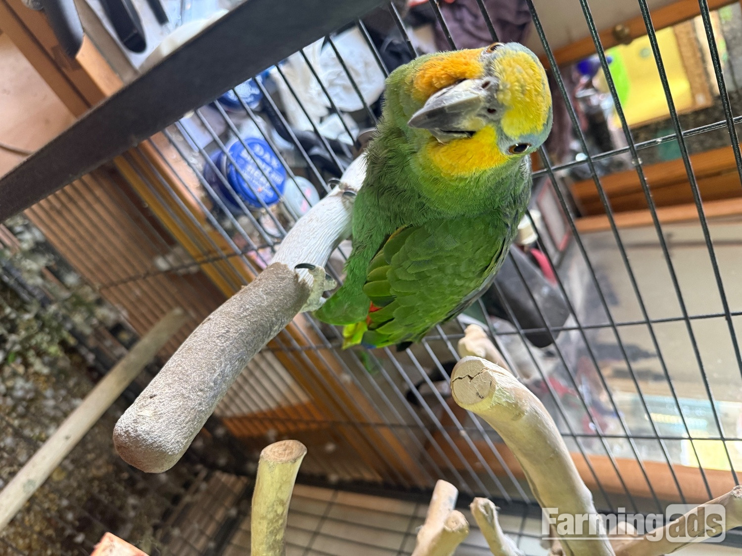 Oranged winged Amazon for sale