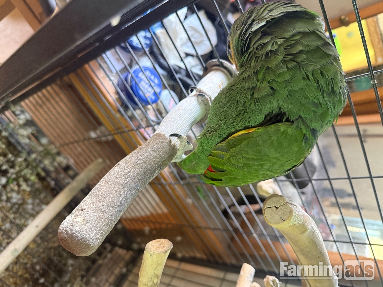 Oranged winged Amazon for sale