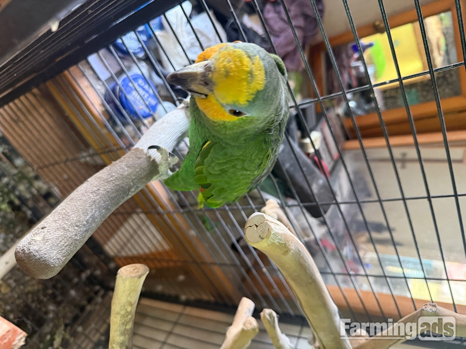  Oranged winged Amazon for sale
