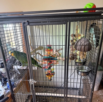Oranged winged Amazon for sale
