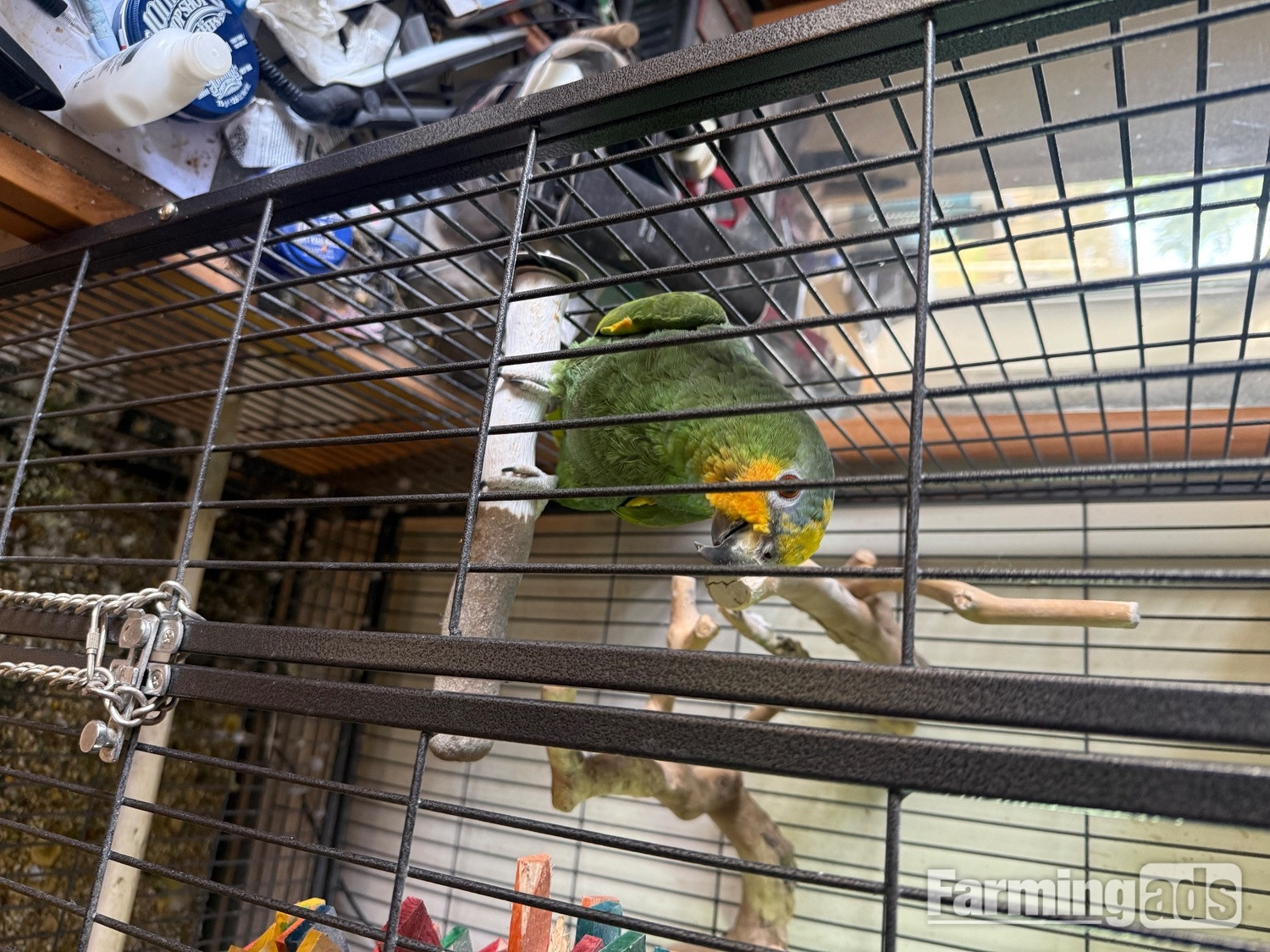 Oranged winged Amazon for sale - {CATEGORY}