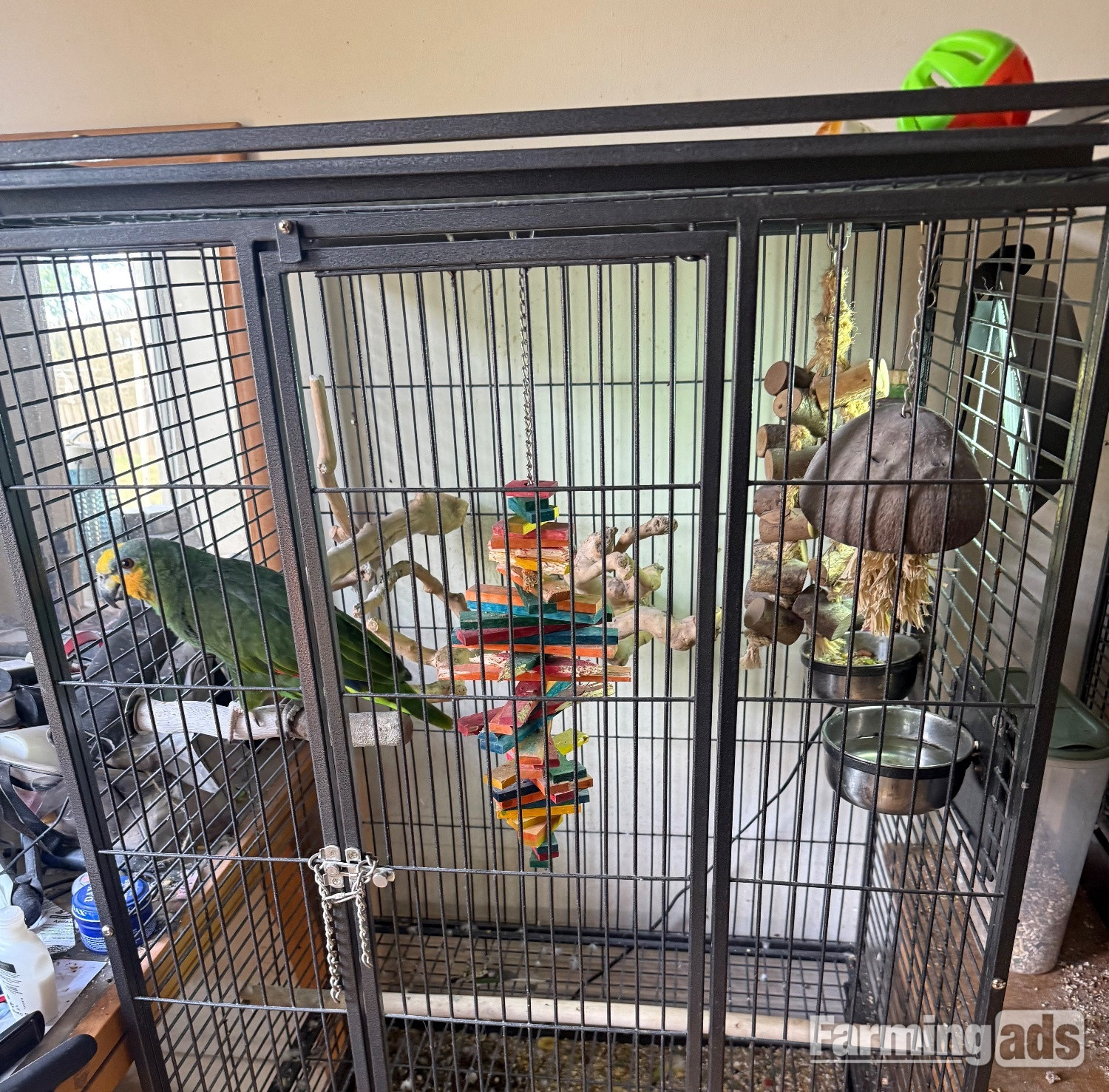 Oranged winged Amazon for sale - {CATEGORY}