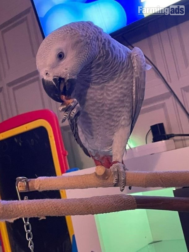 Male African Grey Parrot