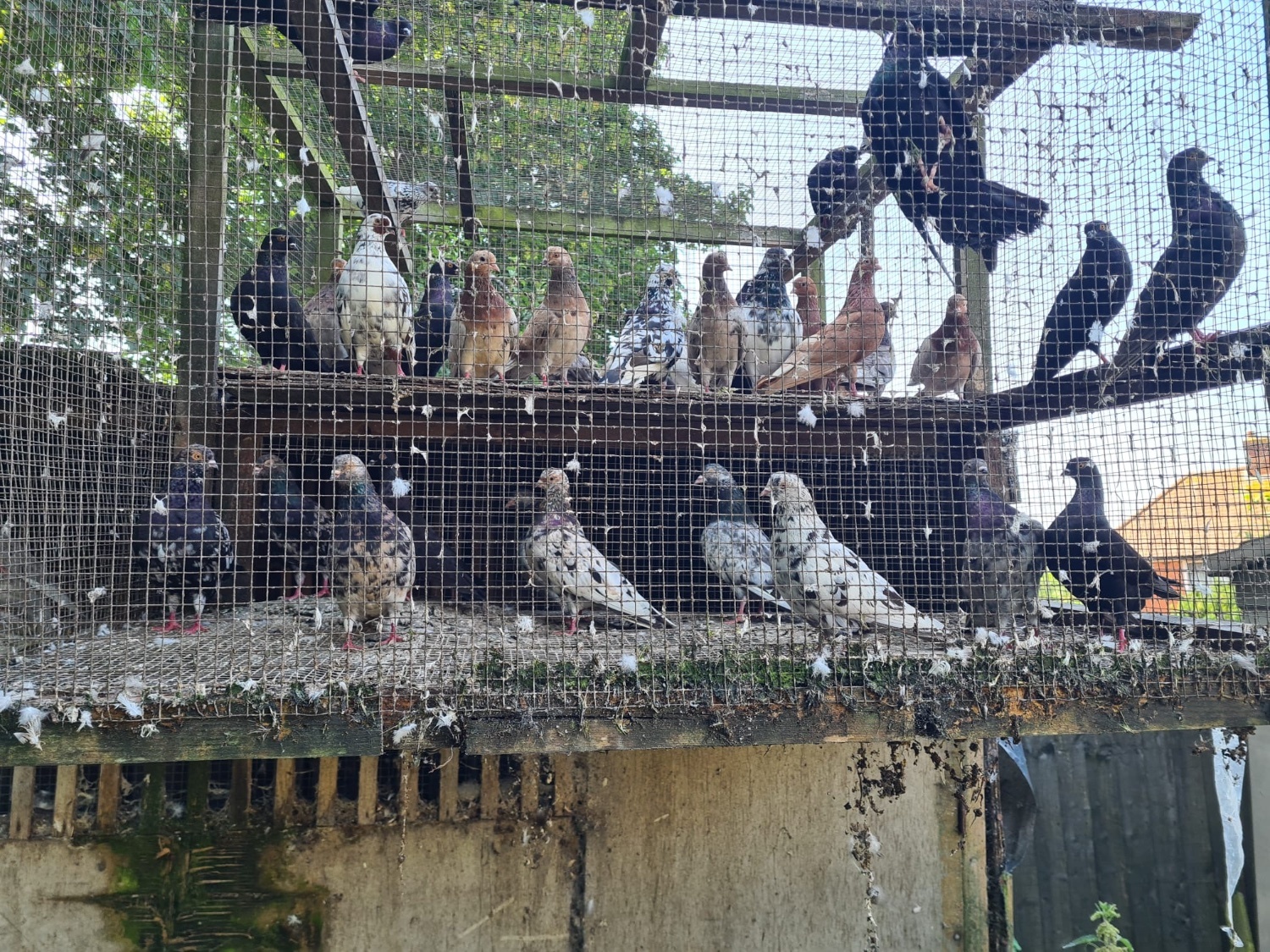 VARIETY OF DIFFERENT PIGEONS - ALMONDS, TIPPLERS, SELFS