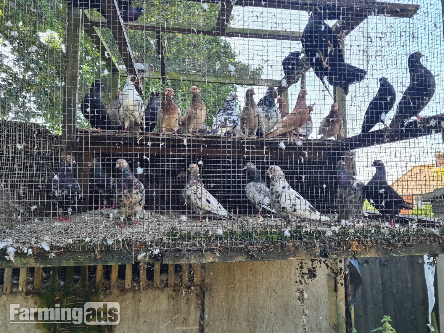 VARIETY OF DIFFERENT PIGEONS - ALMONDS, TIPPLERS, SELFS