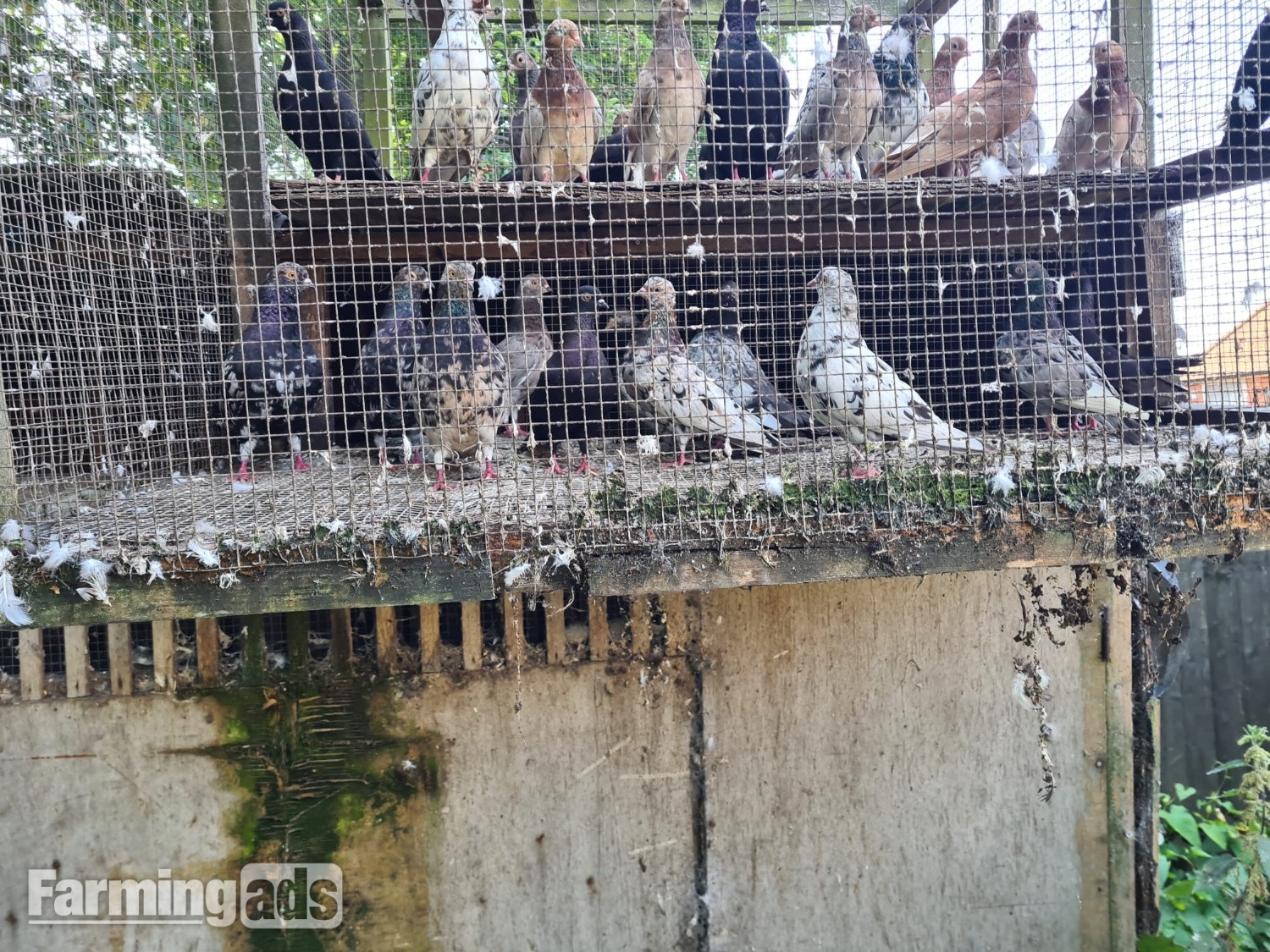  VARIETY OF DIFFERENT PIGEONS - ALMONDS, TIPPLERS, SELFS