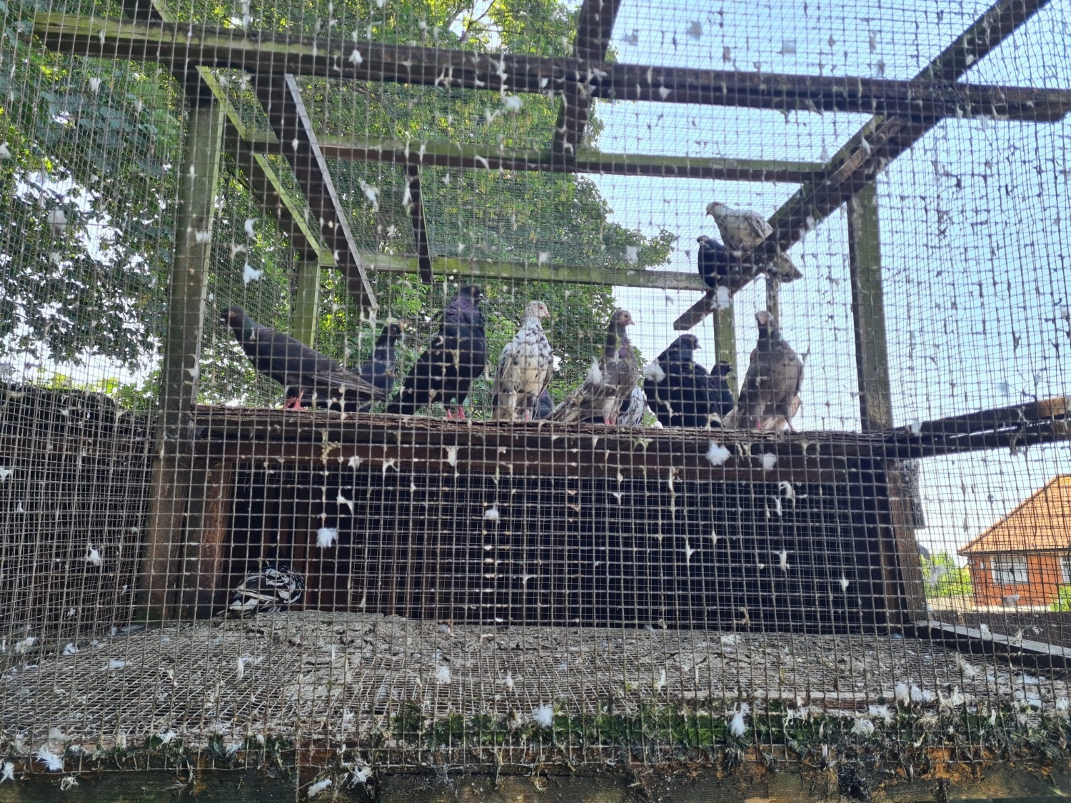 VARIETY OF DIFFERENT PIGEONS - ALMONDS, TIPPLERS, SELFS 
