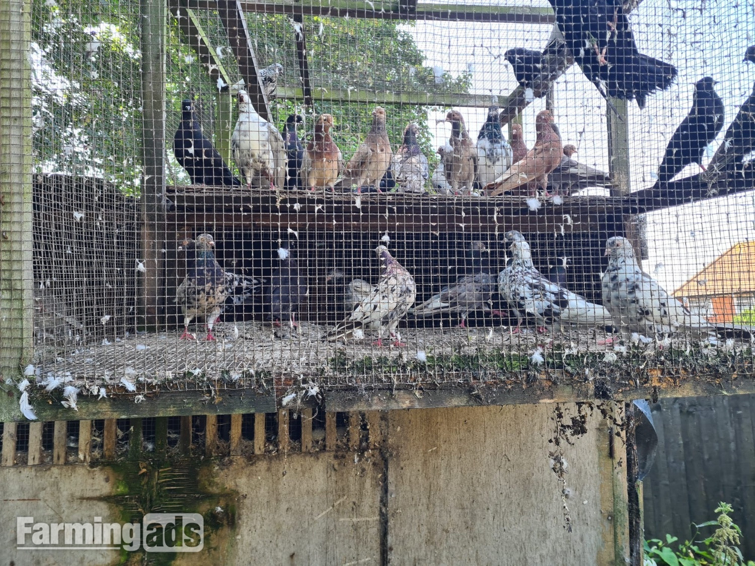 VARIETY OF DIFFERENT PIGEONS - ALMONDS, TIPPLERS, SELFS - {CATEGORY}