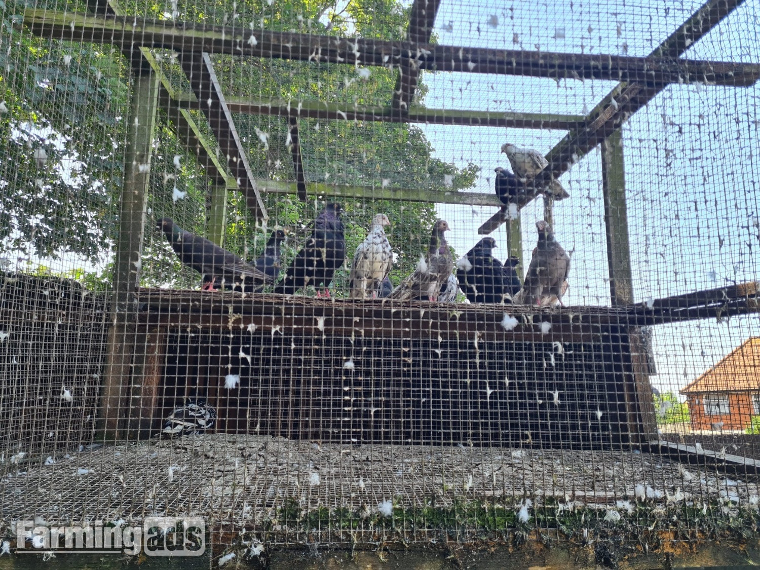 VARIETY OF DIFFERENT PIGEONS - ALMONDS, TIPPLERS, SELFS 