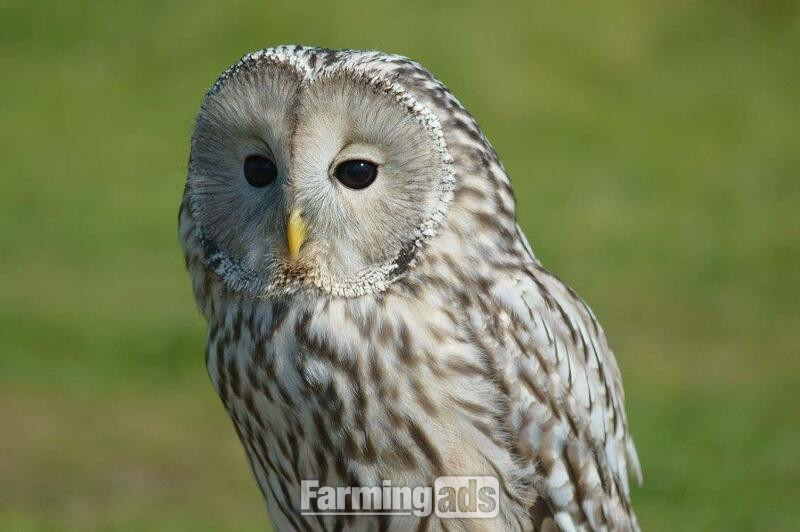 WANTED -BREEDING OWLS