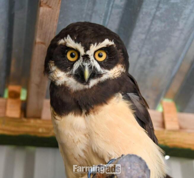 WANTED -BREEDING OWLS