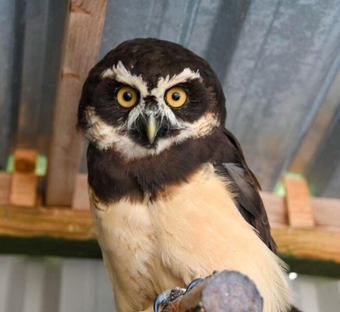 WANTED -BREEDING OWLS