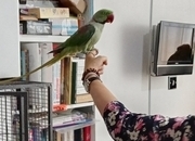 Leon – 5-year-old Male Alexandrine Parrot
