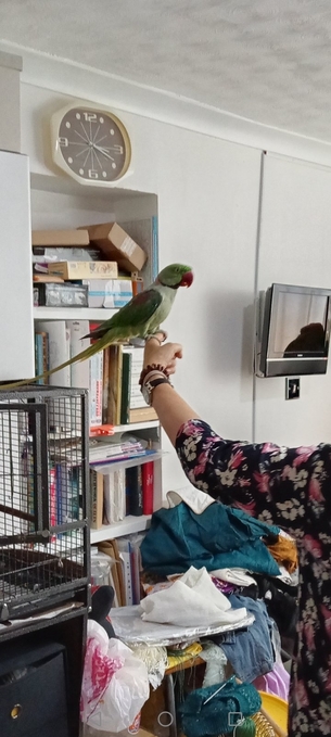 Leon – 5-year-old Male Alexandrine Parrot