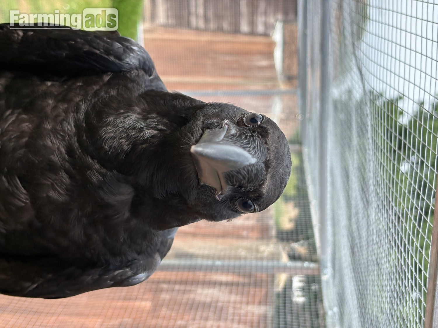 18 week old juvenile male raven for sale 