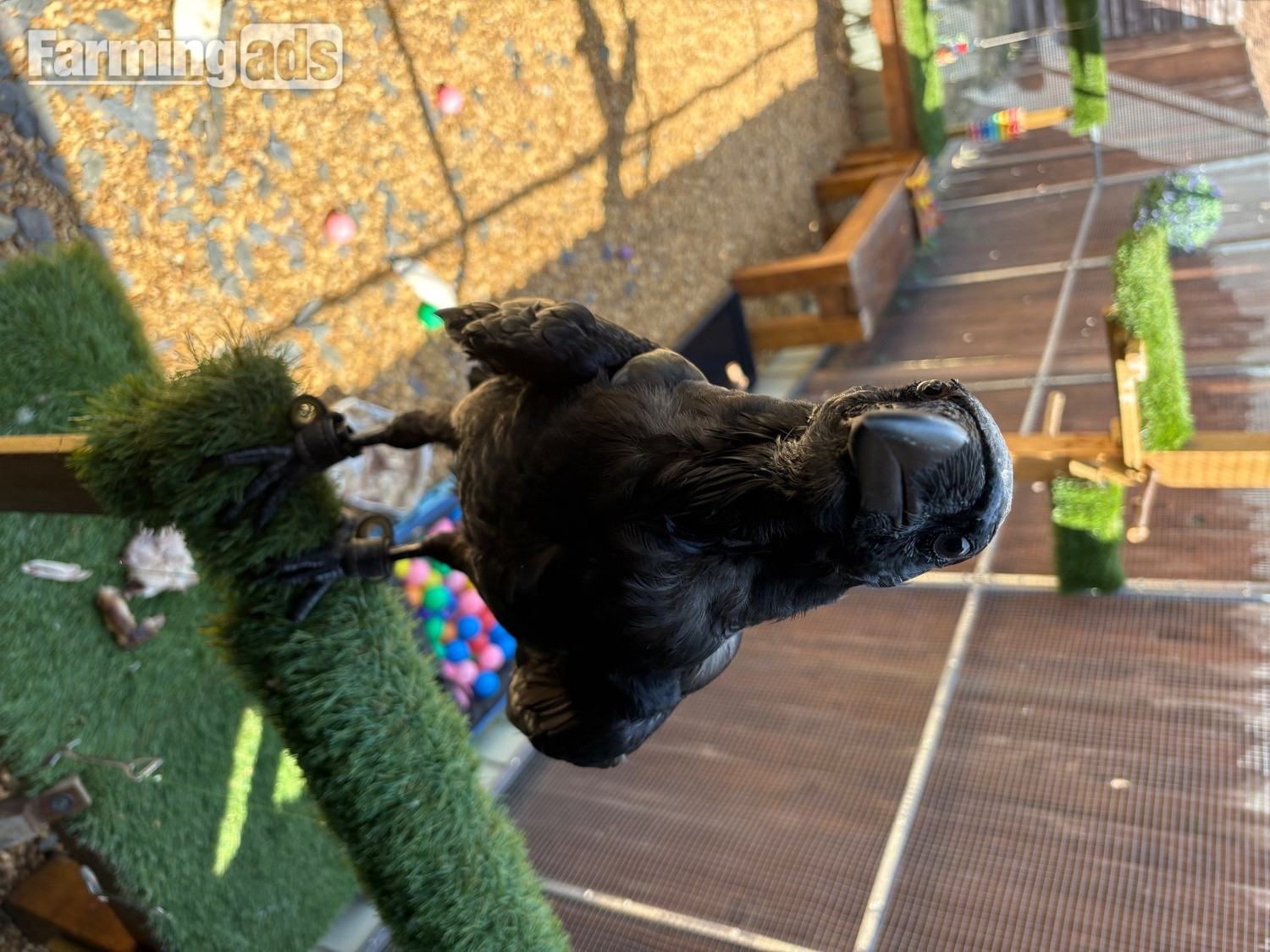 18 week old juvenile male raven for sale 