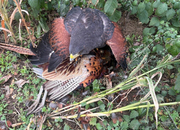 Male harris hawk