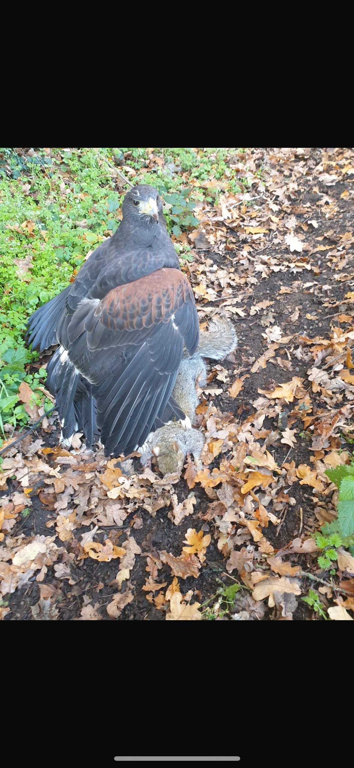 Male harris hawk