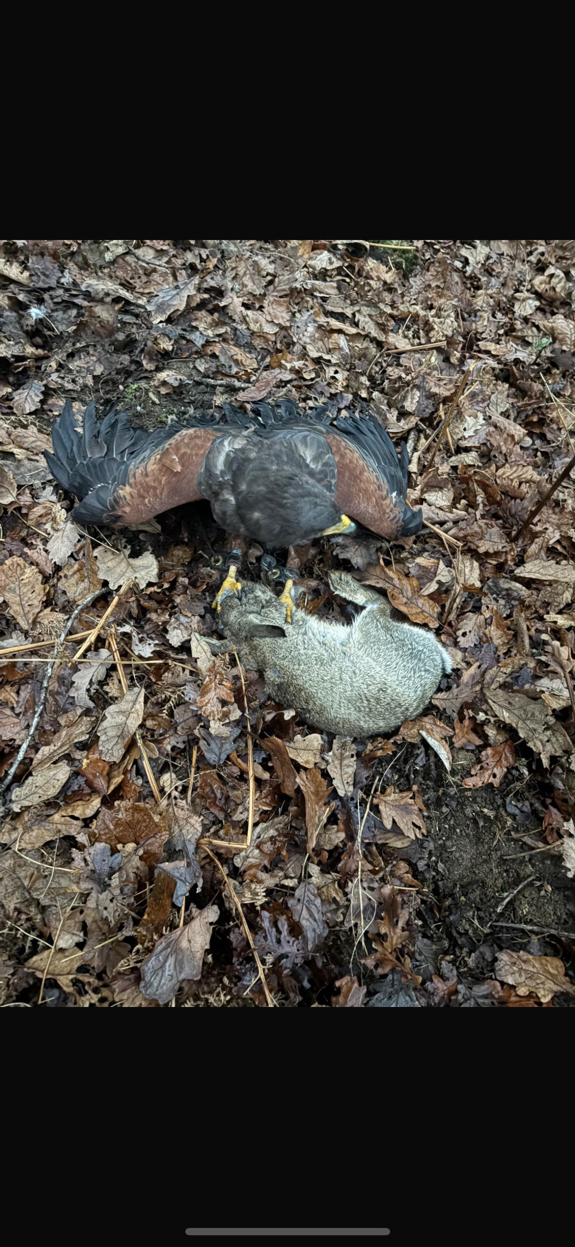  Male harris hawk