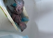 Baby kookaburras hand reared 6 weeks old