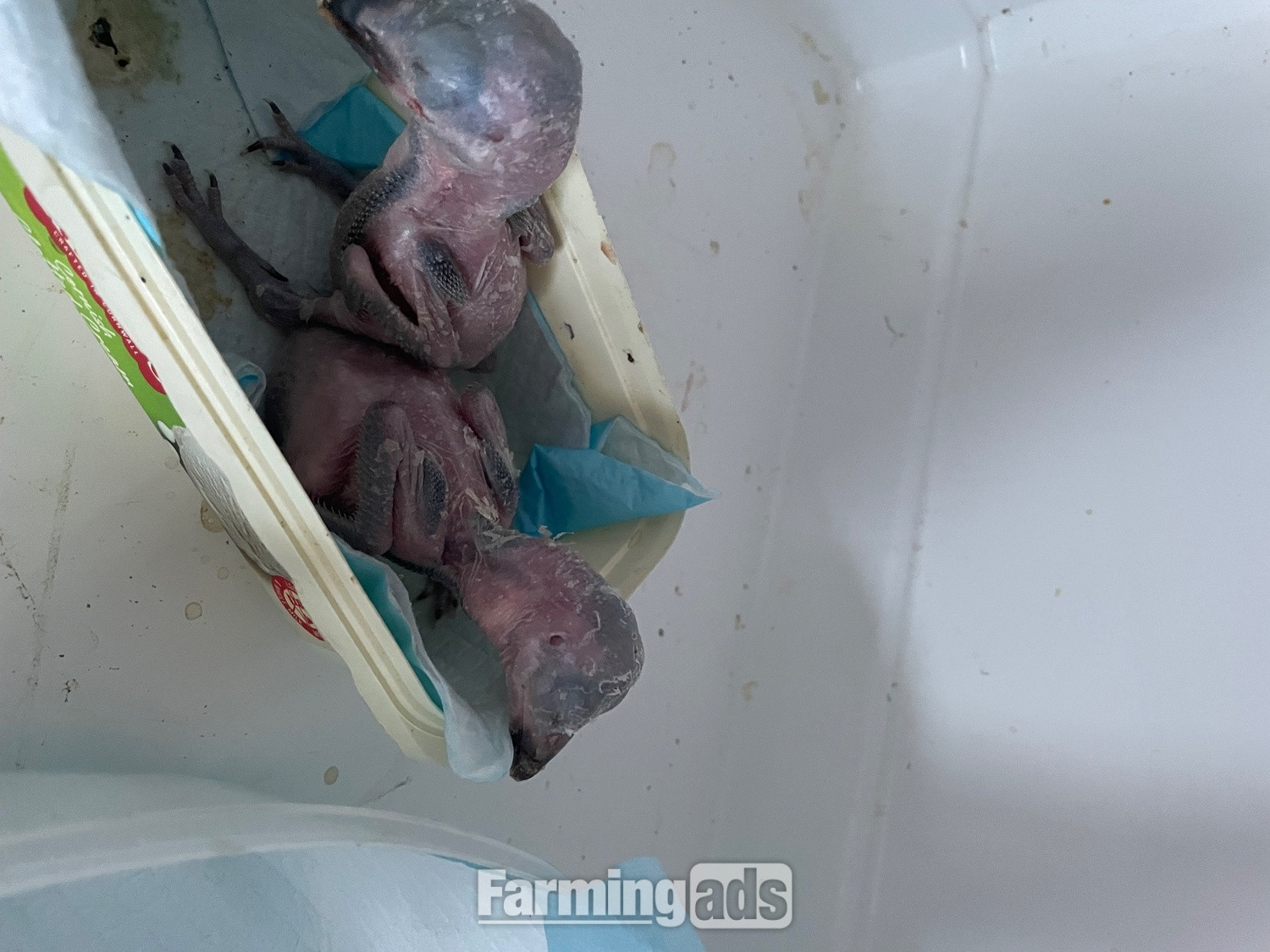 Baby kookaburras hand reared 6 weeks old