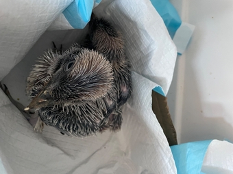 Baby kookaburras hand reared 6 weeks old