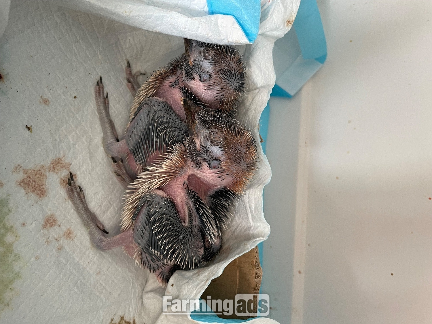 Baby kookaburras hand reared 6 weeks old