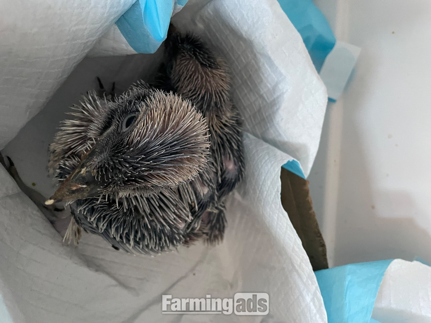  Baby kookaburras hand reared 6 weeks old