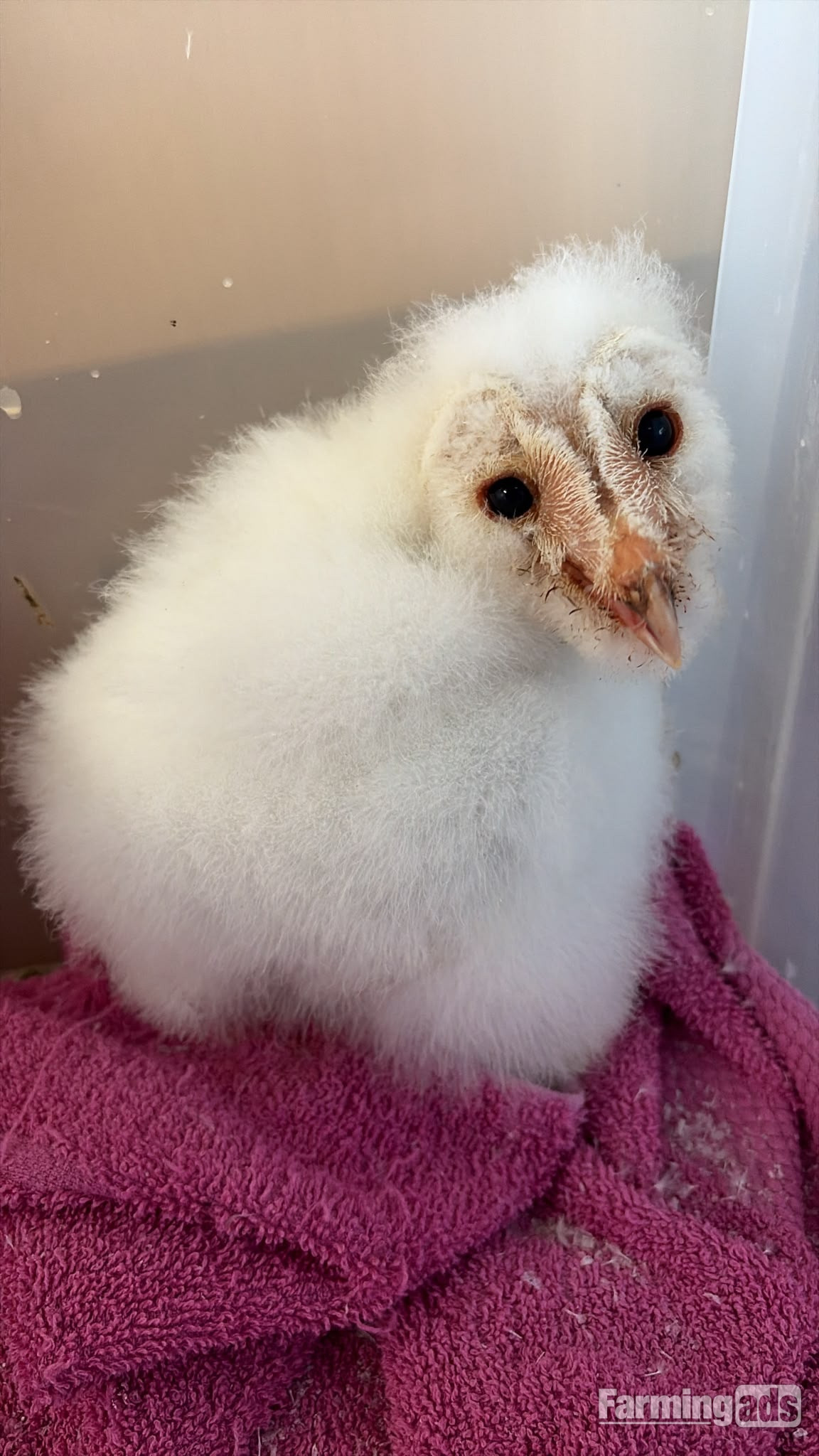 PRE RESERVE - BABY BARN OWLETS DUE TO HATCH