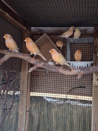 Mixed Irish/Fife Canaries