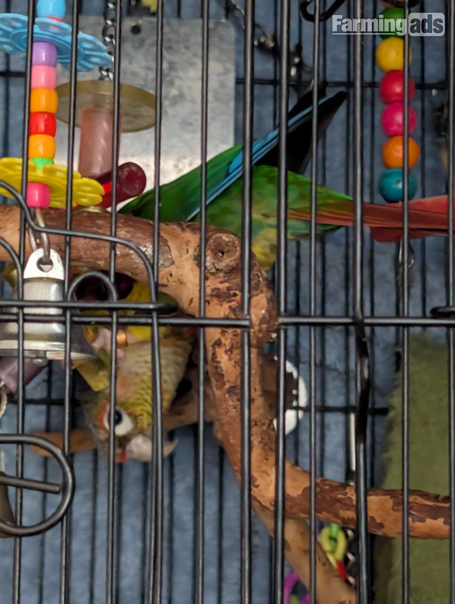 2 year old pineapple conure