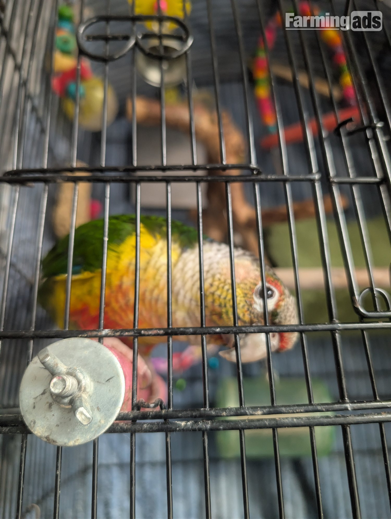 2 year old pineapple conure - {CATEGORY}