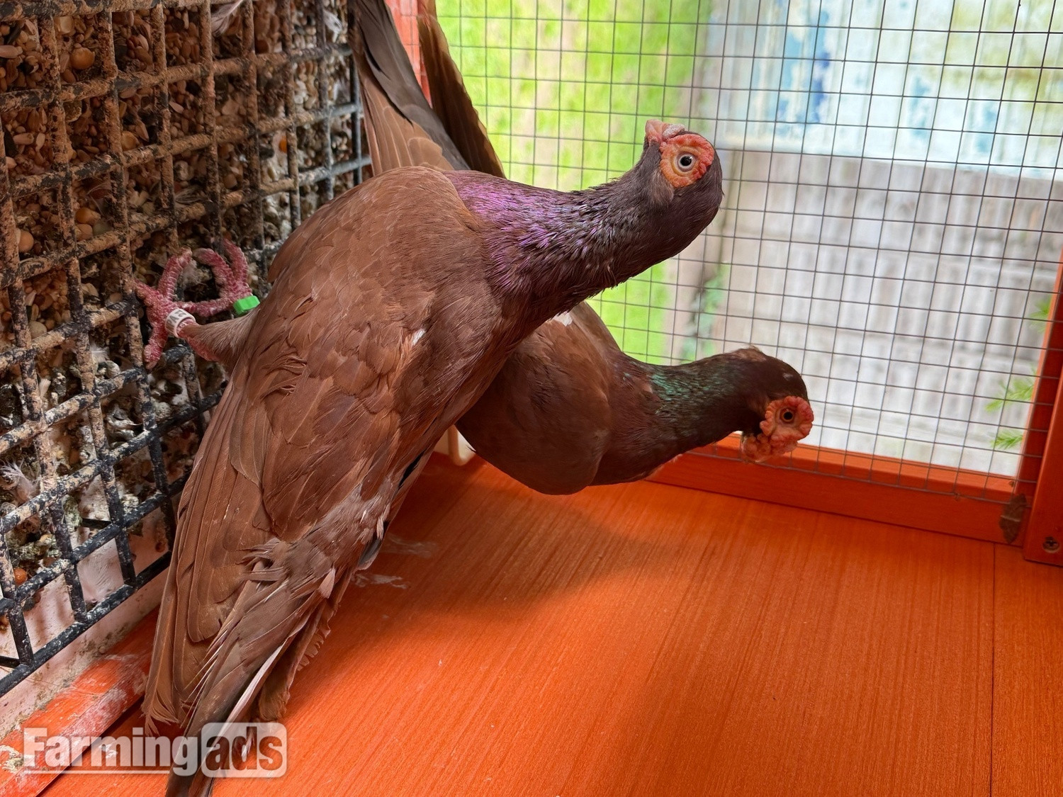 Pigeon for sale