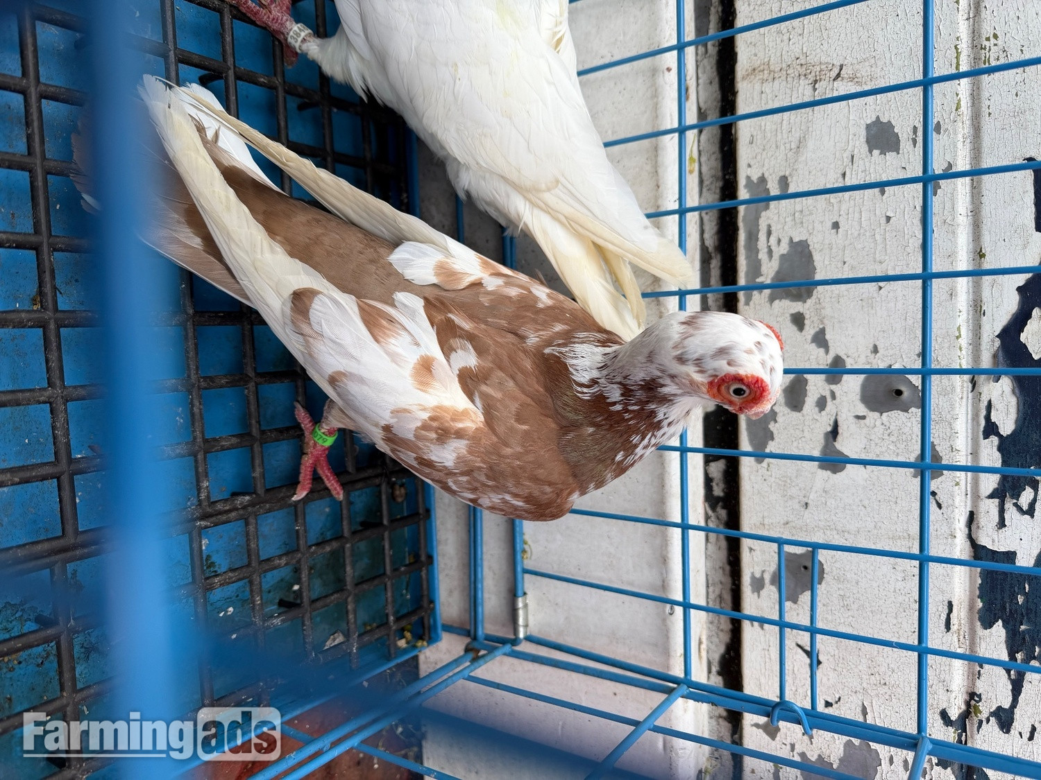 {CATEGORY} - Pigeon for sale