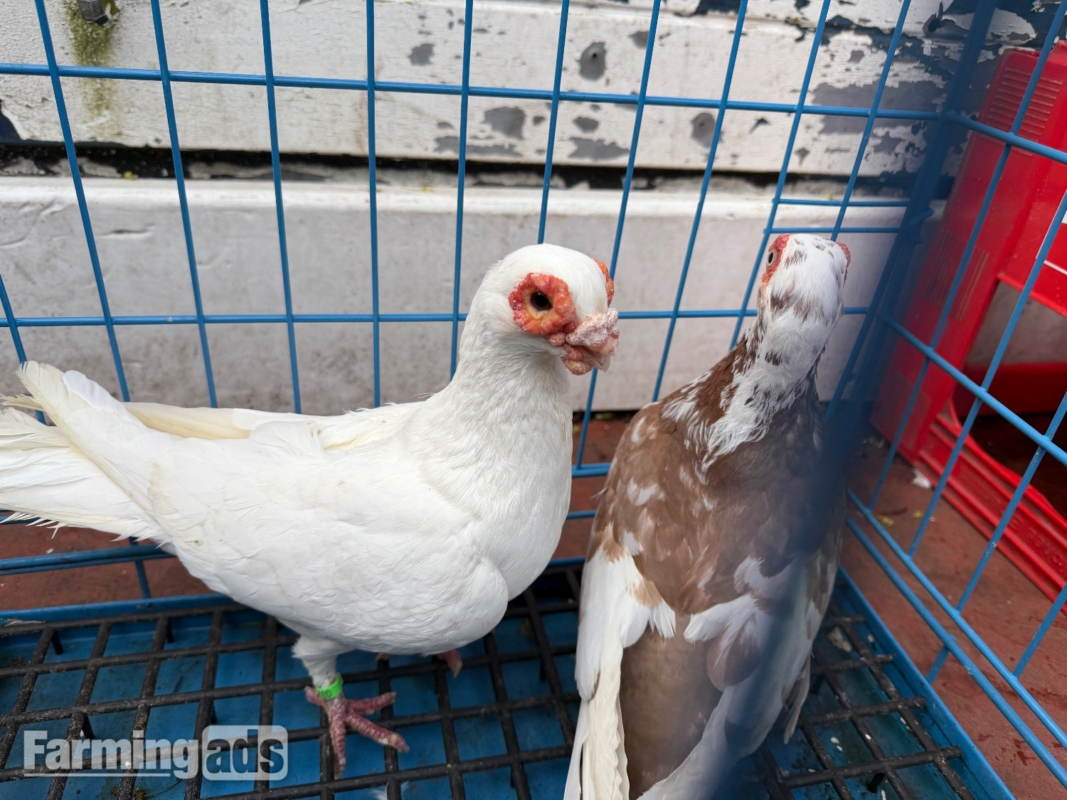 {CATEGORY} - Pigeon for sale