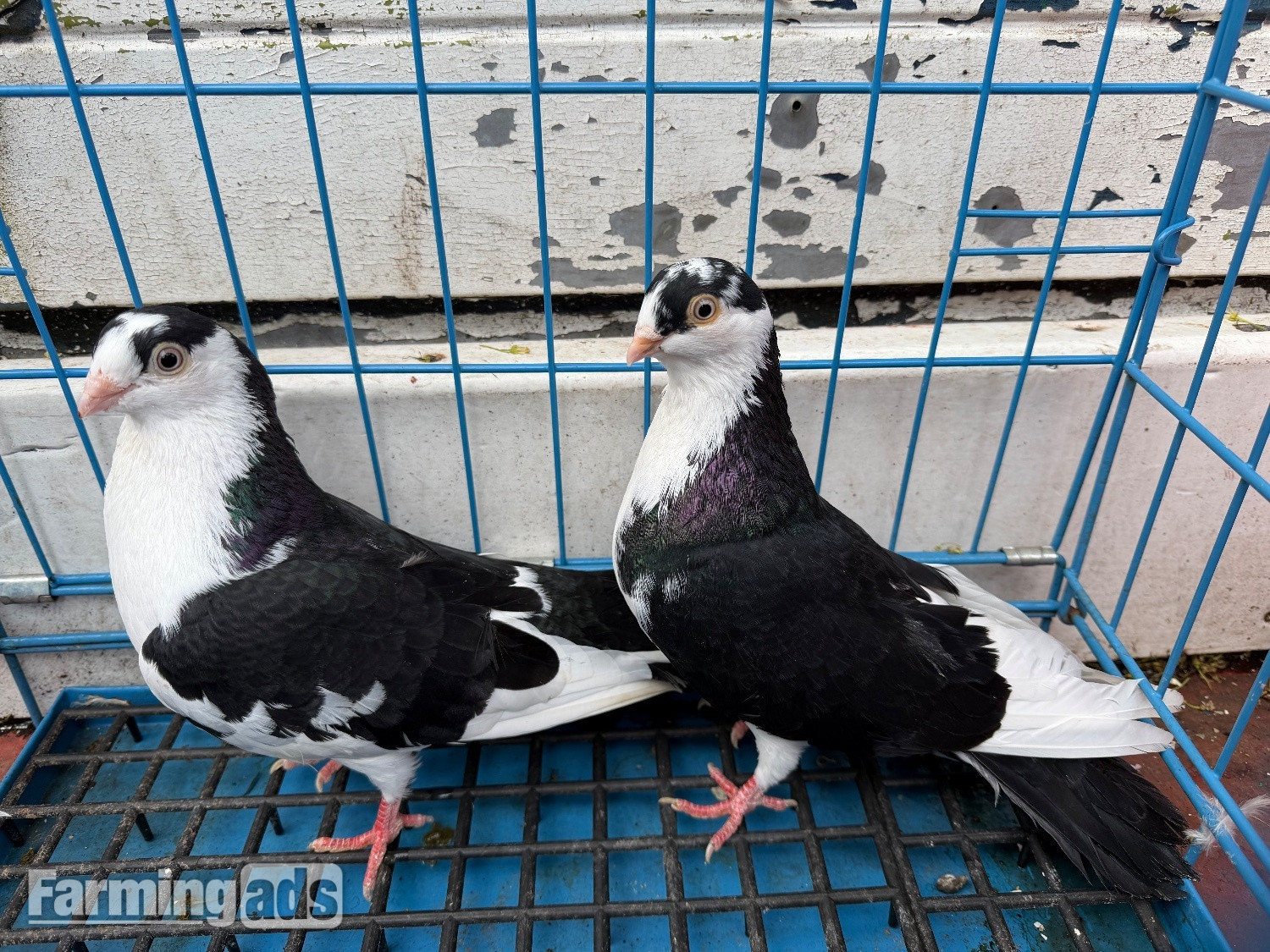  Pigeon for sale