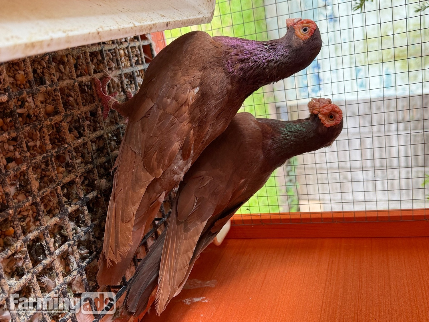 Pigeon for sale